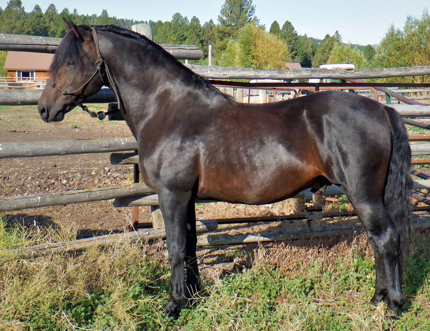 Marvelous Ima Dandy-01