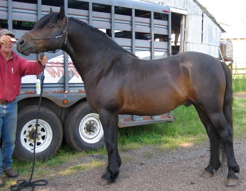 Marvelous Ima Dandy-02