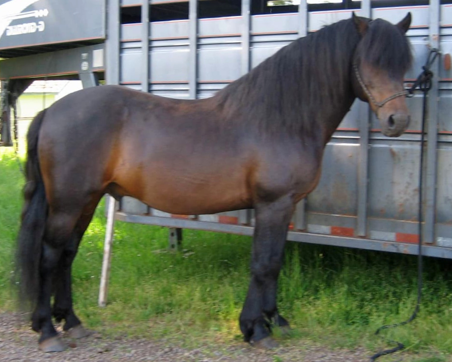 Marvelous Ima Dandy-03