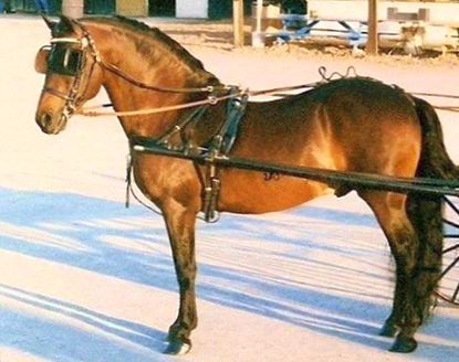 Meredith Bilirubin-05