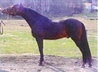 Michabou Weatherman-01