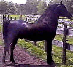 Moro Hill Majestic-01