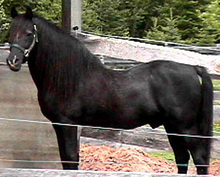 Moro Hill Majestic-02