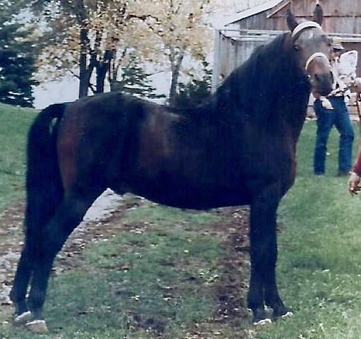 Moro Hill's Bandit-01