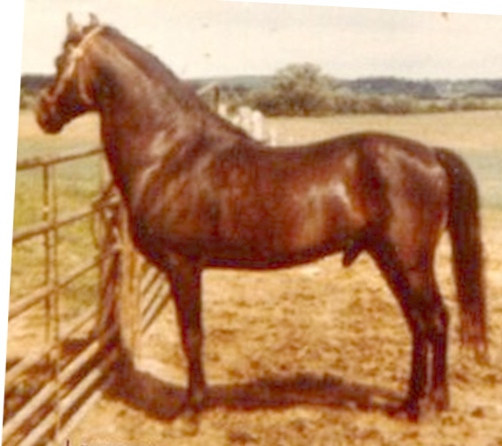 Moro Hill's Jeremy-01