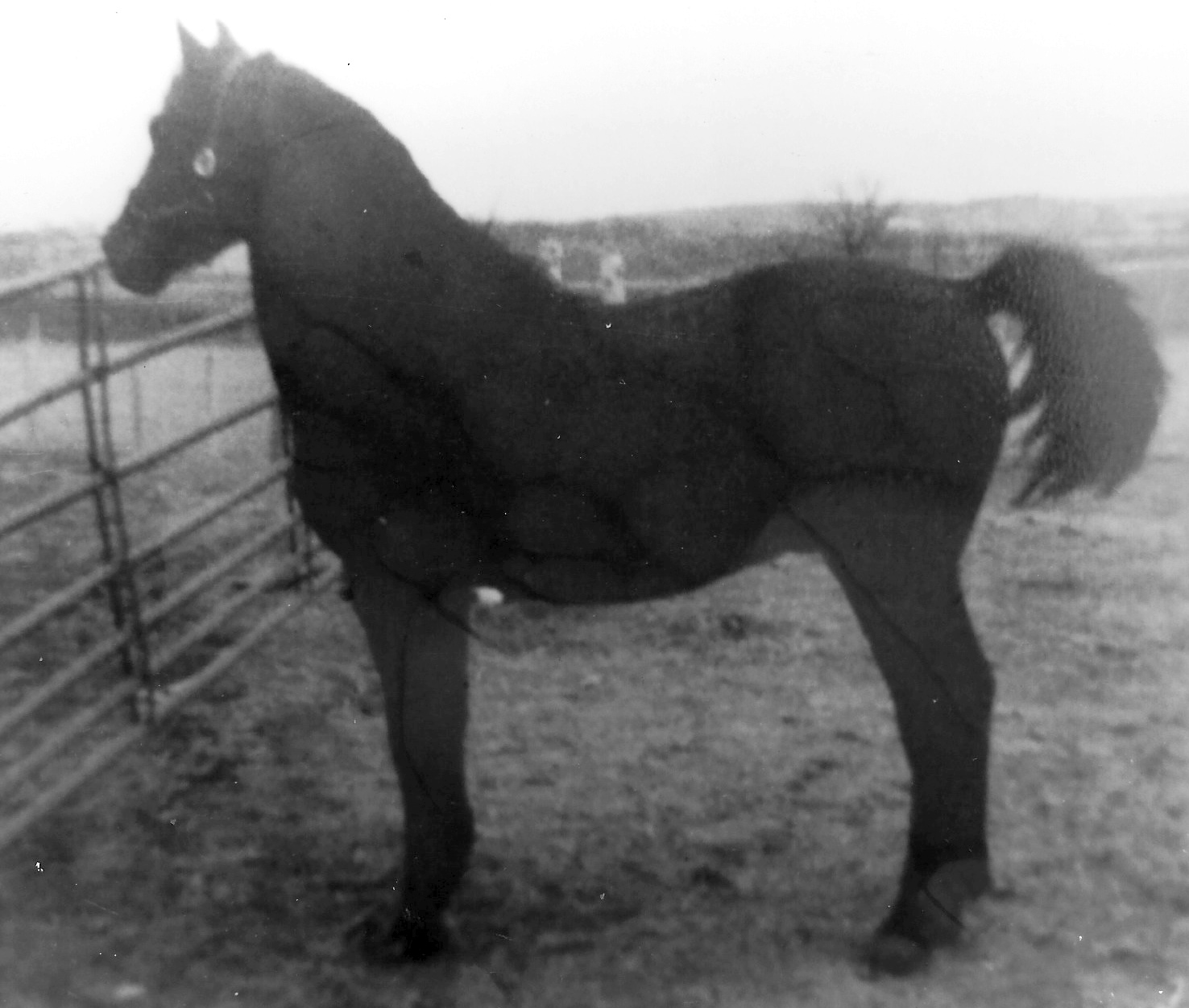 Moro Hill's Jeremy-02