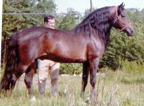 Moro Hill's Magician-01