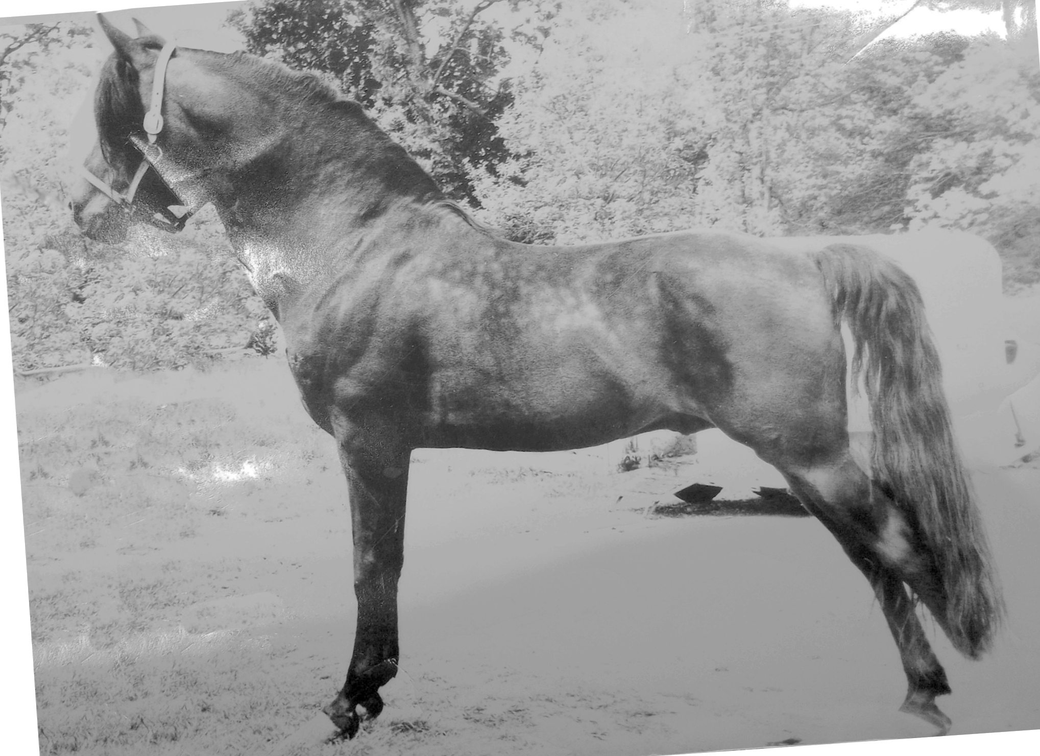 Moro Hill's Magician-03