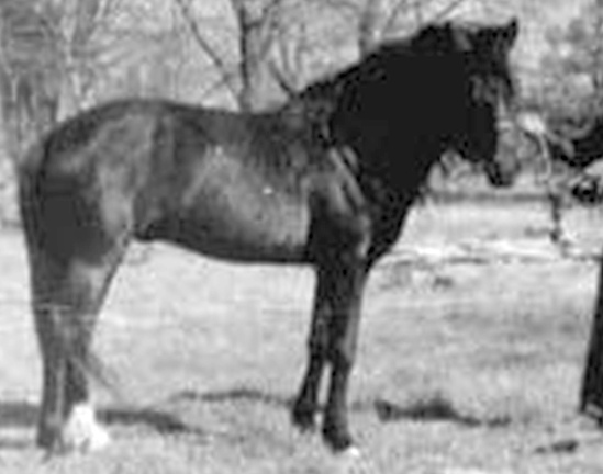 Moro Hill's Magician-04