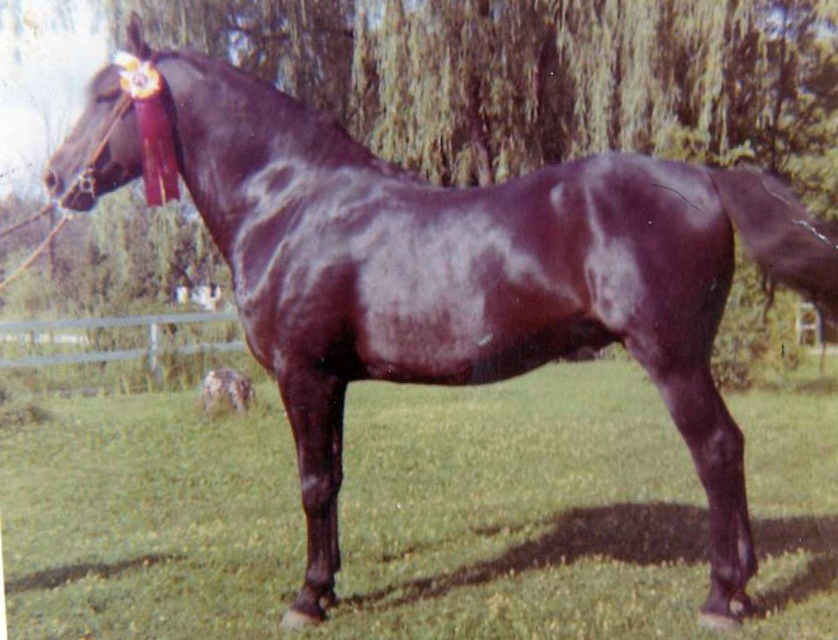 Moro Hill's Mariner-01