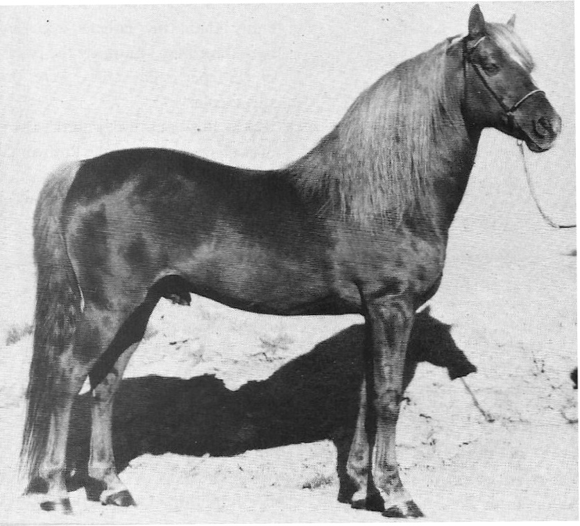 Moro Hill's Micah-01