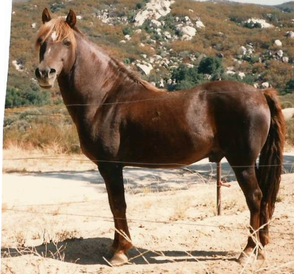 Moro Hill's Micah-02