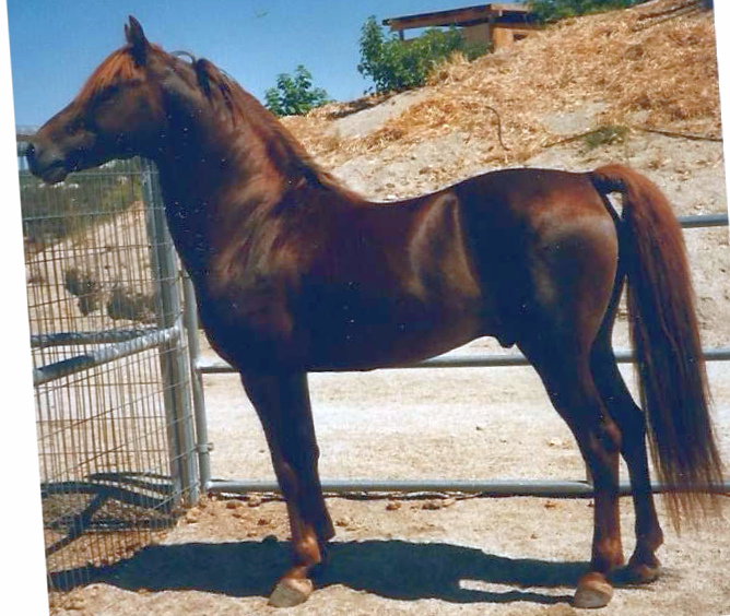 Moro Hill's Micah-03