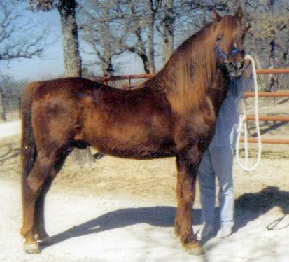 Moro Hill's Micah-04