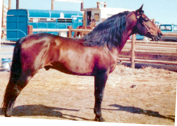 Moro Hill's Monashee-01