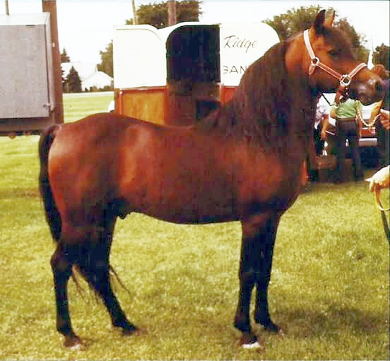 Moro Hill's Rob Roy-01