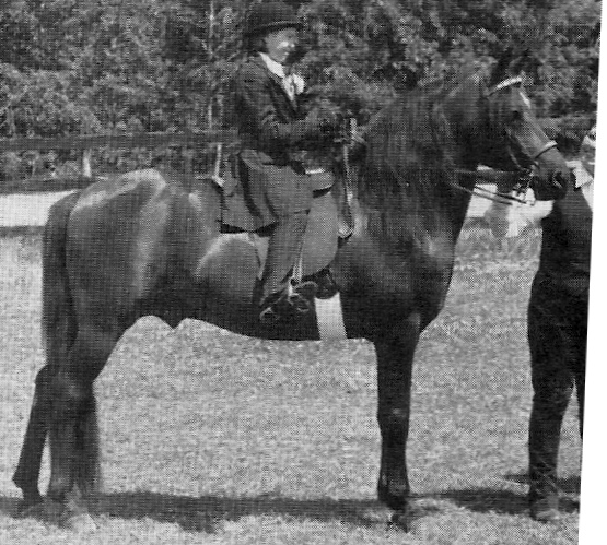 Moro Hill's Rob Roy-02