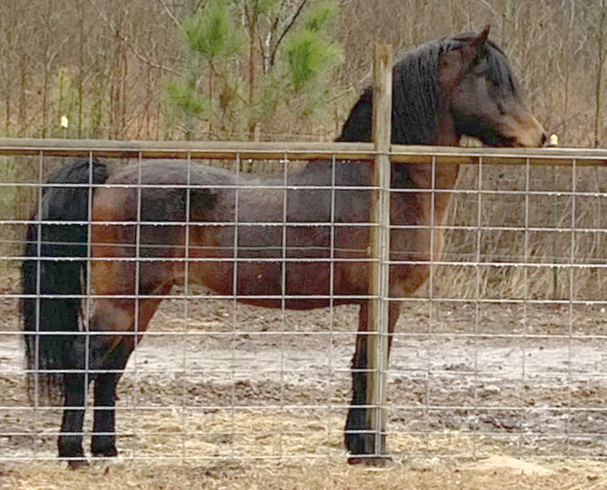 Nemaha Hill My-T Atticus-01