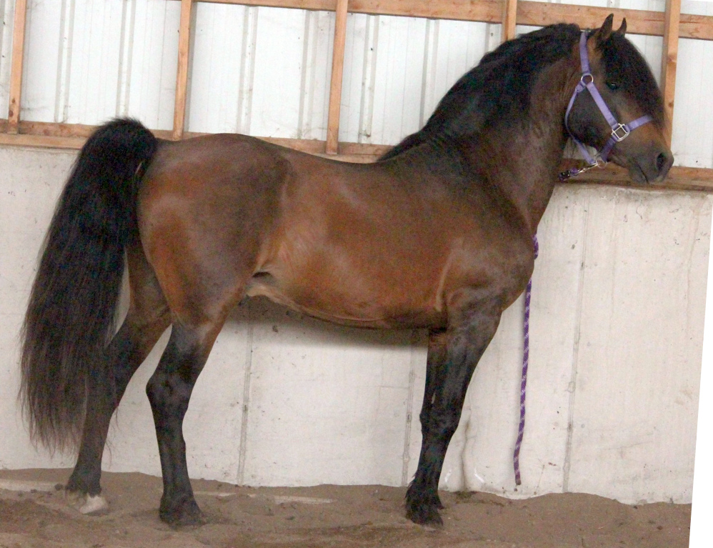 Nemaha Hill My-T Atticus-02