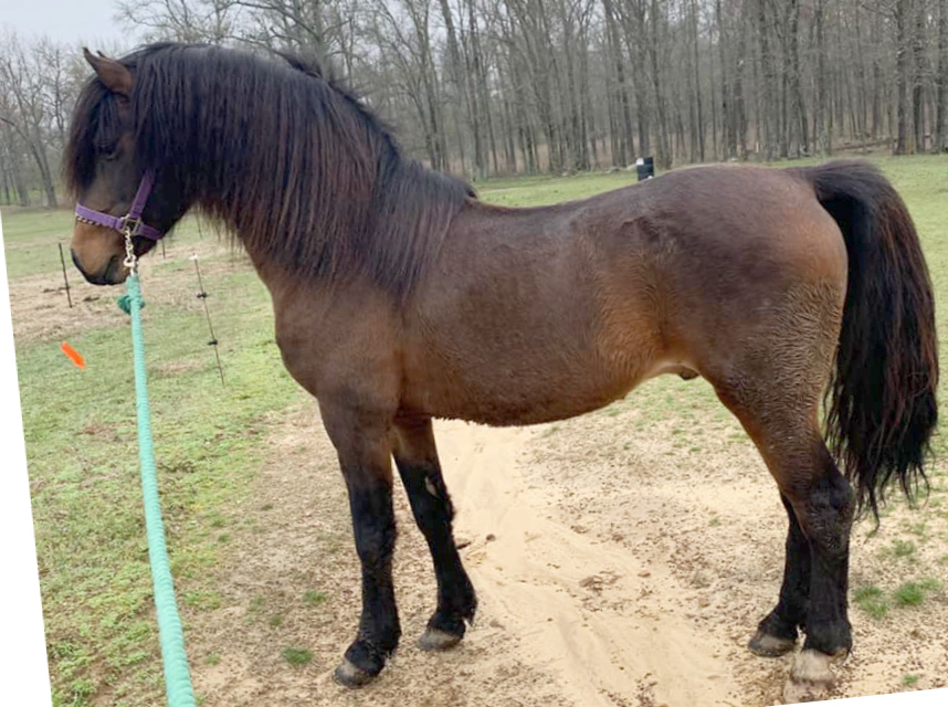 Nemaha Hill My-T Atticus-03