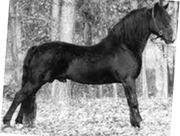 Oakrose Black Magic-01