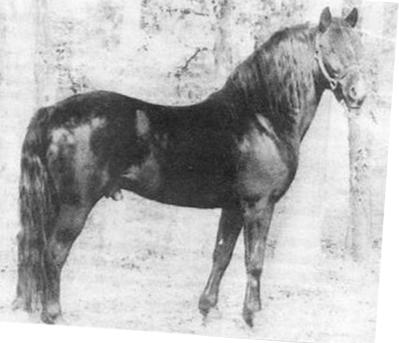 Oakrose Black Magic-02