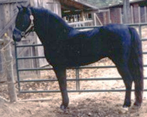 Oakrose Black Magic-03