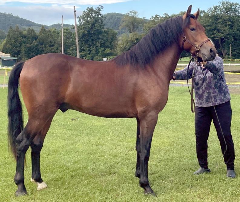 Old Vermont Major-01