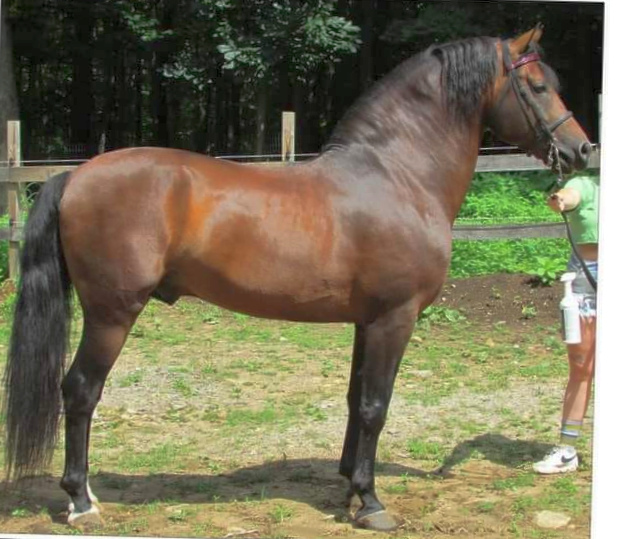 Old Vermont Recruit-01