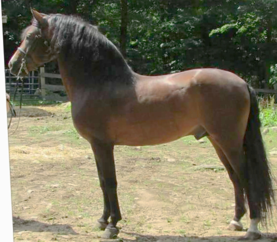 Old Vermont Recruit-02