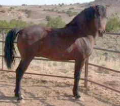 Peppercorn's Mint Tribute-01