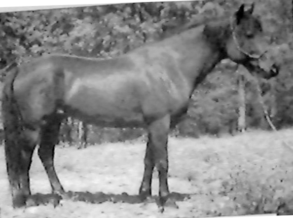 Primrose Donald Ash-01