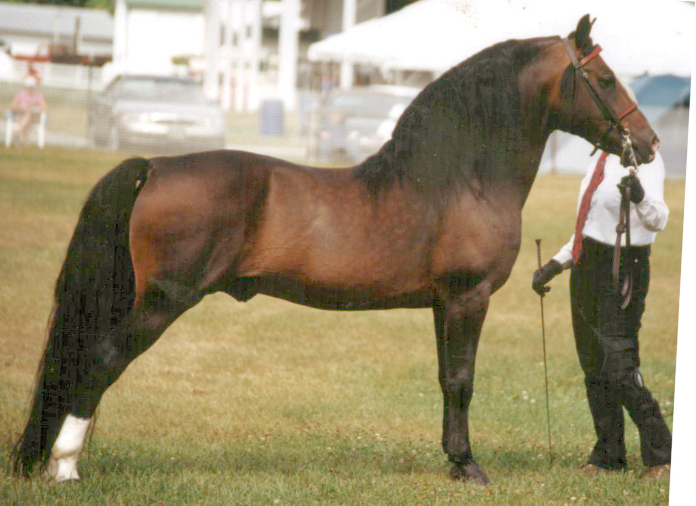 Randallane Genesis-01