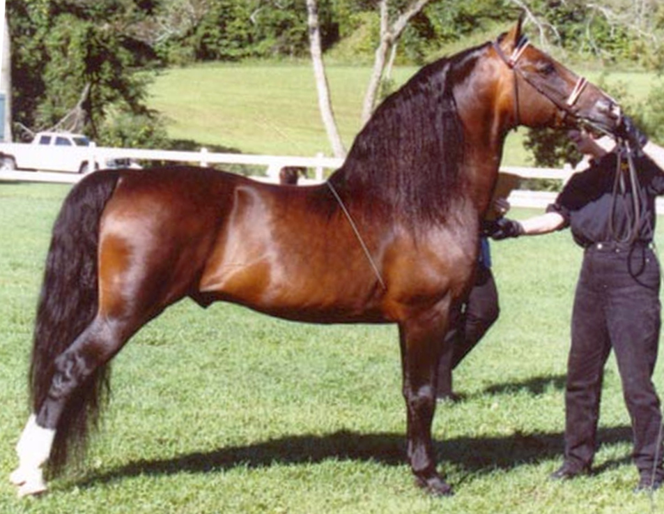 Randallane Genesis-02