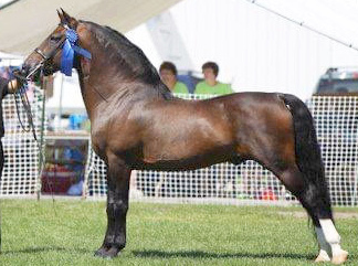 Randallane Genesis-03