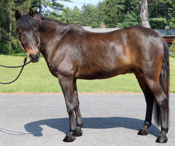 Randallane Matrix-01