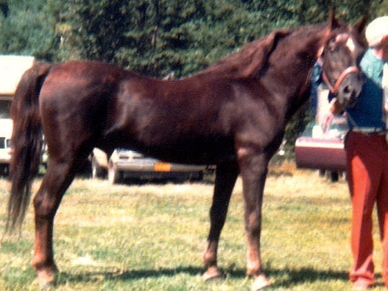 Royalton Ashbrook Darling-04