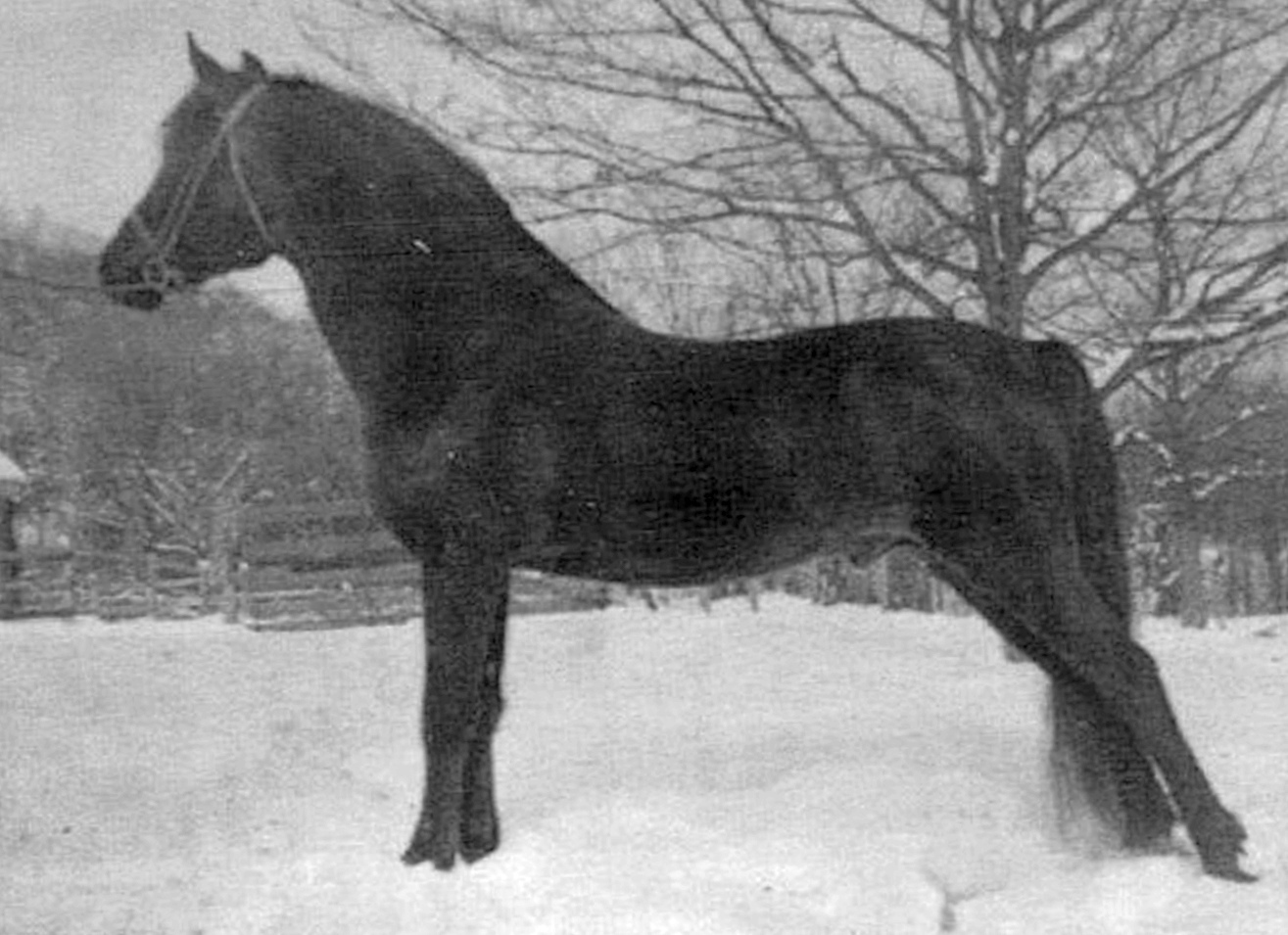 Royalton Ashbrook Darling-05