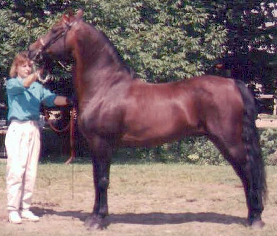 Ryegate Moro Magic-01