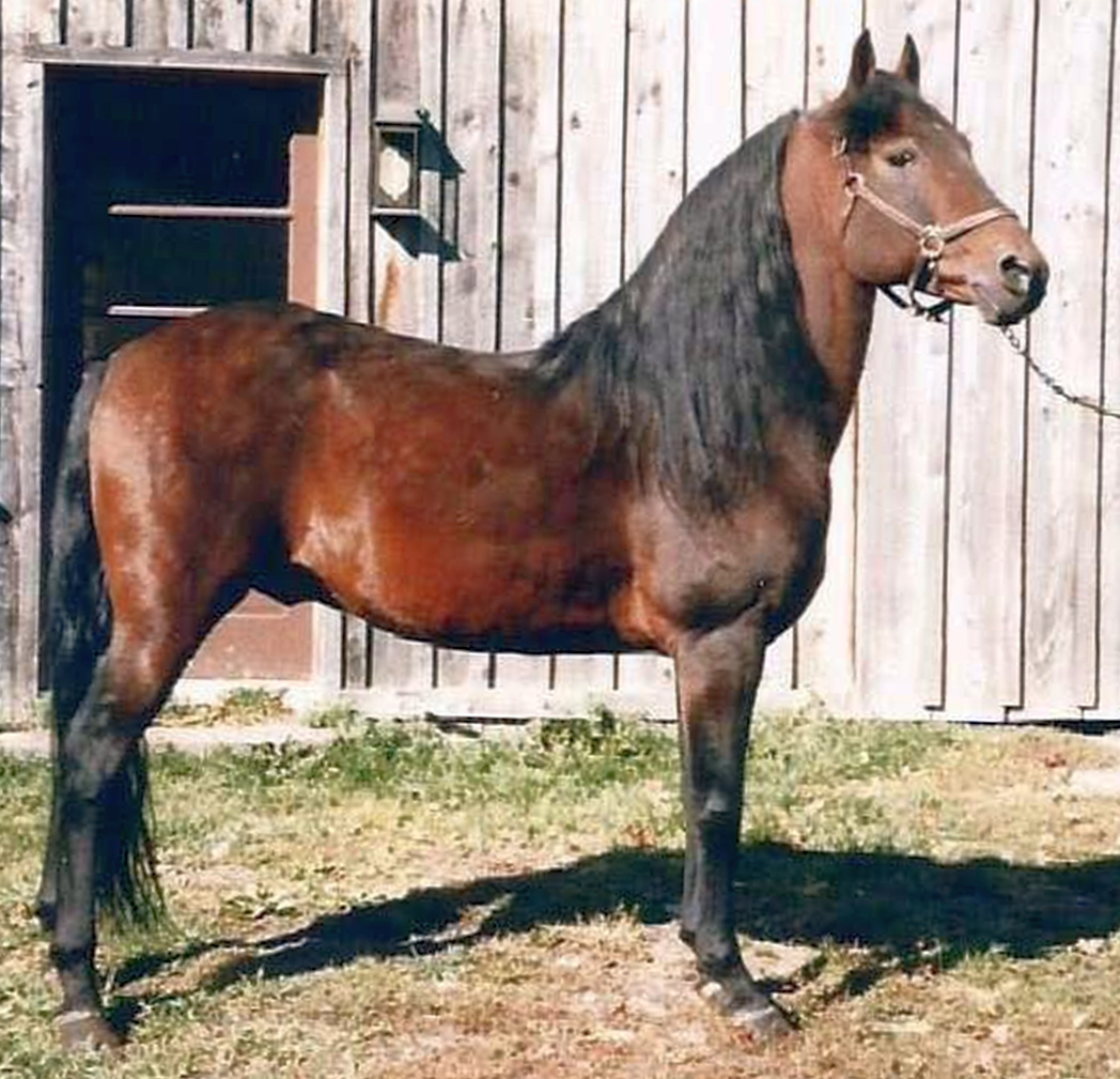 Ryegate Moro Magic-02