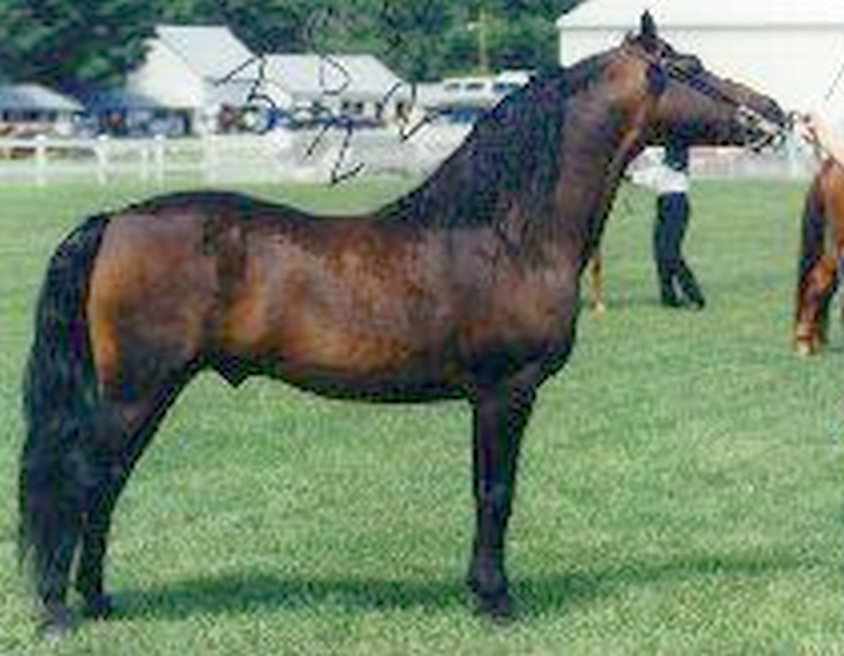 Ryegate Syndicate-03