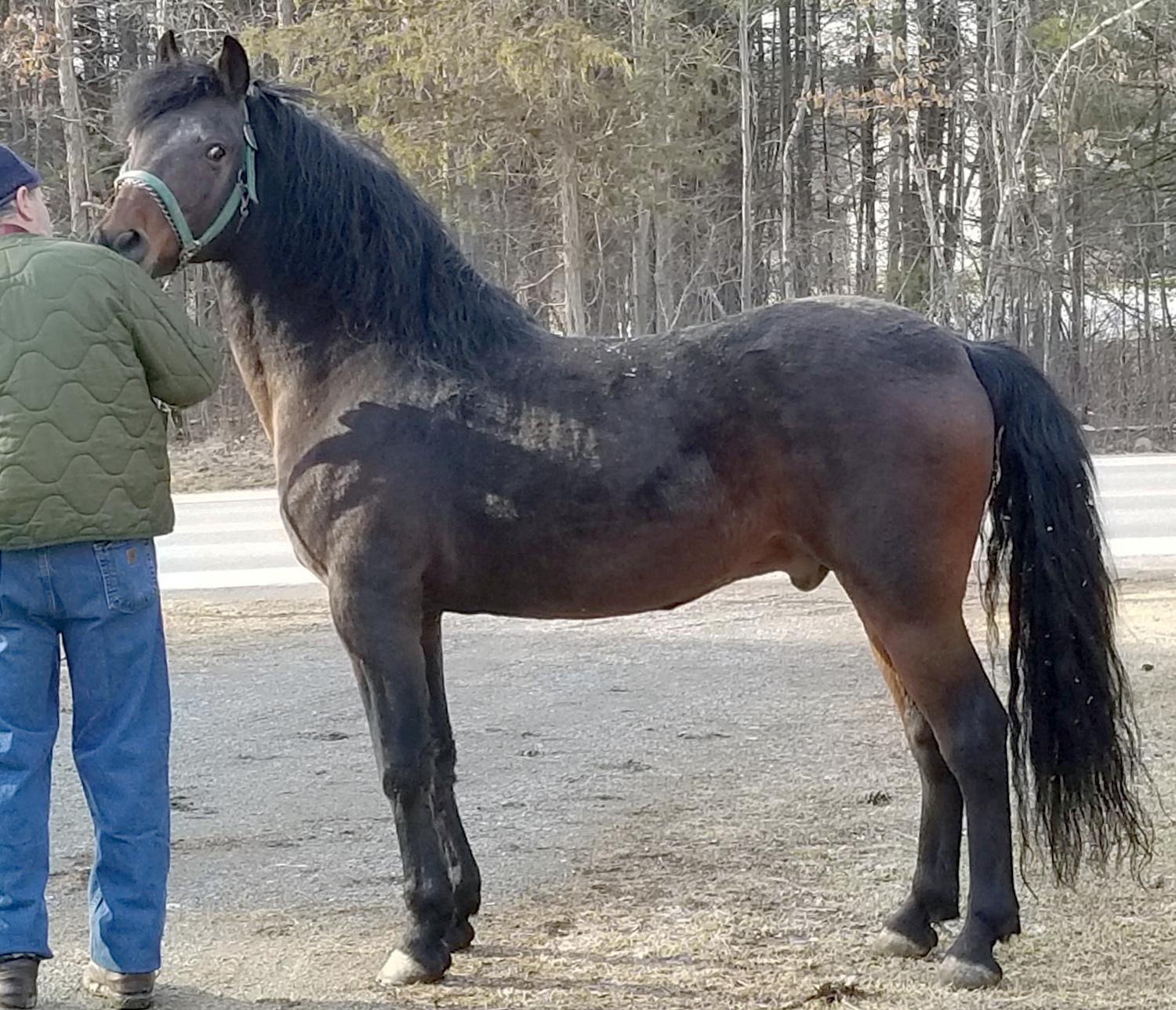 Schiehallion Nicholas-01