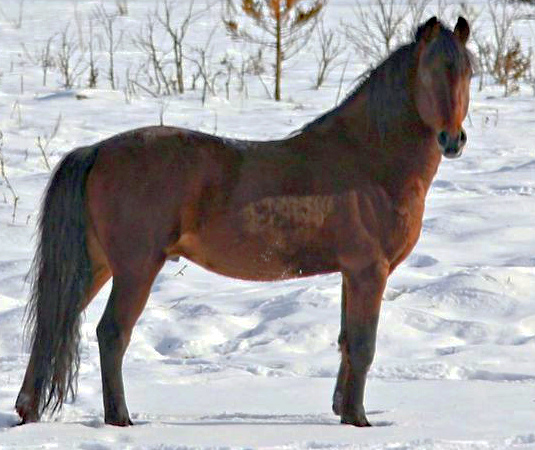 Schiehallion Nicholas-02