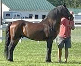 Schiehallion Nicholas-03