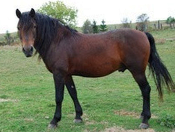 Schiehallion Tearchnach-01