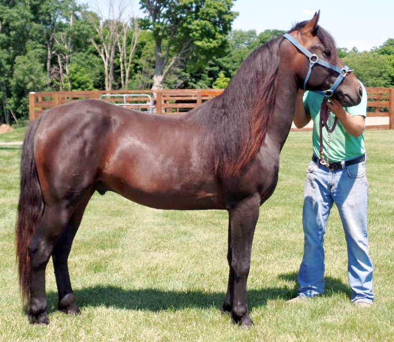 Sonarose Steel Richey-01