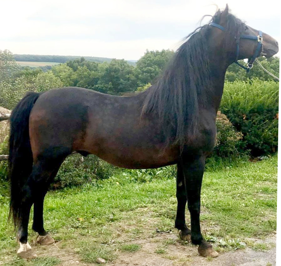 Venturous Benjamin Ash-01