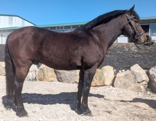 Venturous Veteran-01