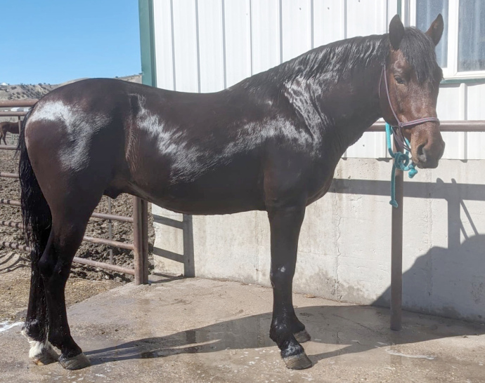 Venturous Veteran-02