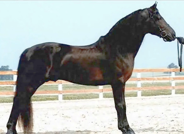 Wachuset Black Knight-01